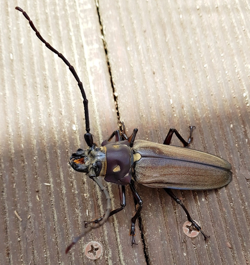 멸종위기 야생동물 장수하늘소｜불법 채집 처벌 사례와 보호 정책