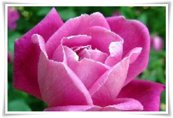 화초 &quot;월계화&quot; 봄부터 가을까지, 장미인 듯 장미 아닌 향기로운 꽃의 여왕!