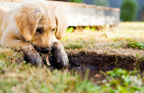 강아지가 토할 때, 그냥 둬도 될까? 🤢 강아지 구토 완전 정복!