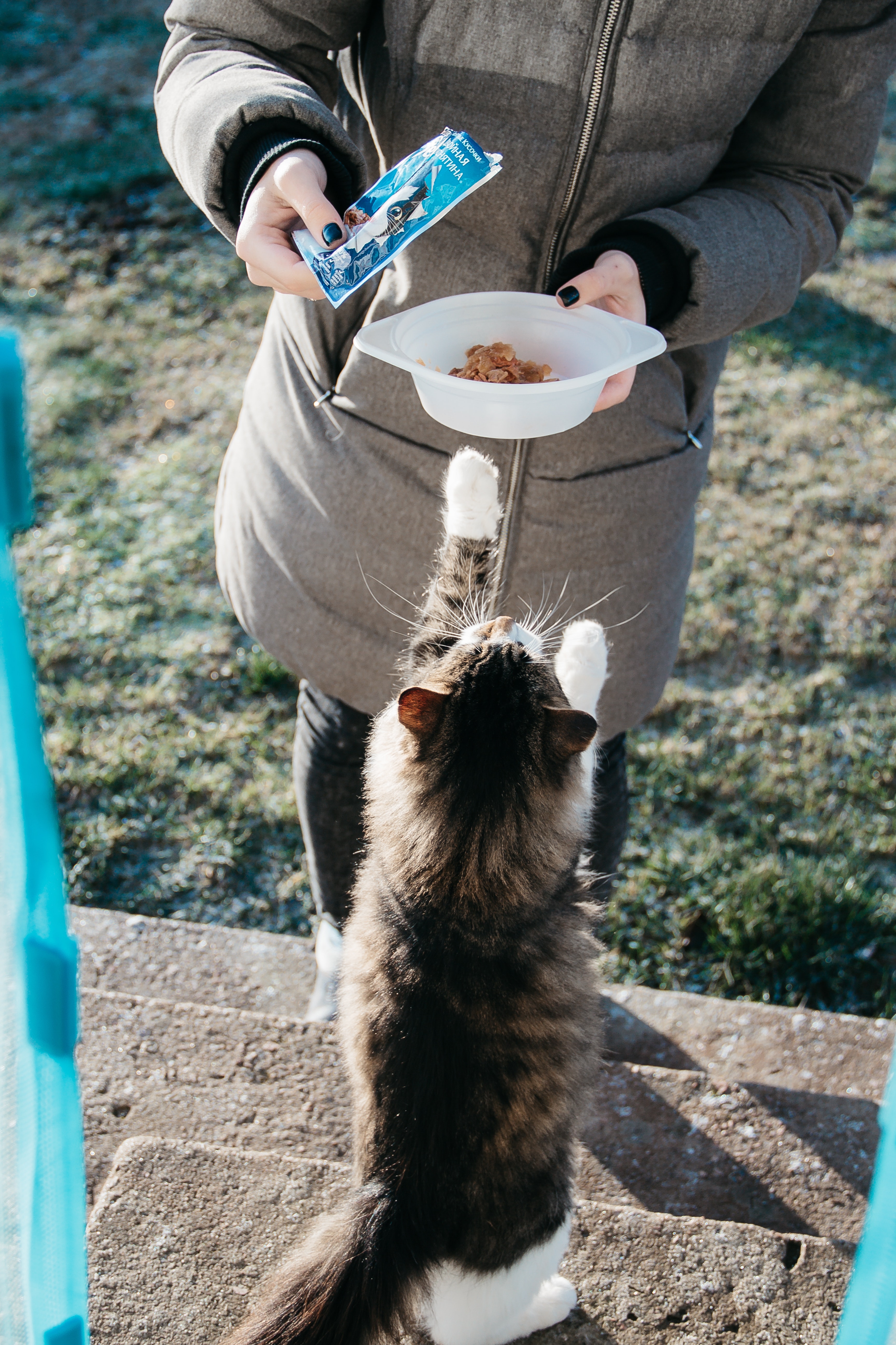 고양이 간식