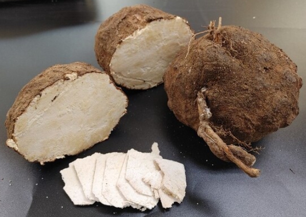 한국의 떡 종류 복령떡-복령:죽은 소나무에서 자람