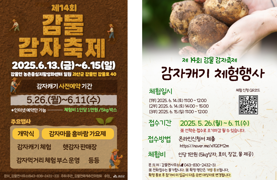 감자캐기 체험
