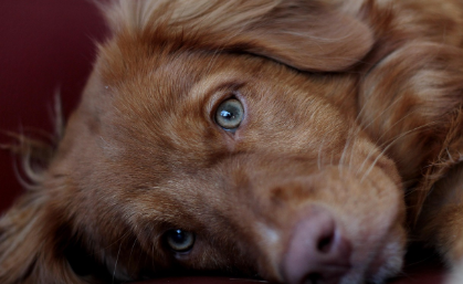 피부병 치료 방법 관련 사진