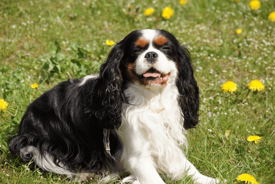 애완용 강아지 종류 및 특징 정리 - 소형 강아지 종류