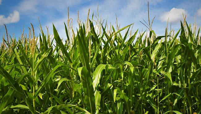 옥수수 사진,출처: unsplash 사진 제공