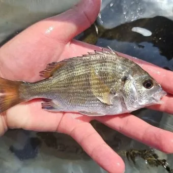 압해도 장감리 감성돔 포인트 소개와 혼자하는 낚시의 즐거움 완벽 낚시 가이드_14