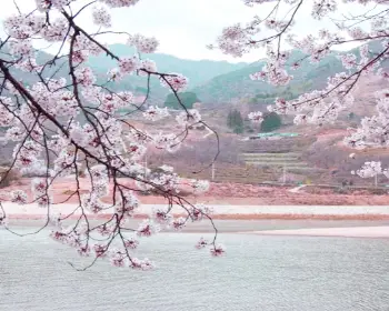 하동 십리벚꽃길 개화상황_5
