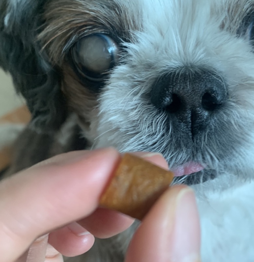 강아지 백내장 수술비용 현실은? 증상·예방법 보호자 가이드