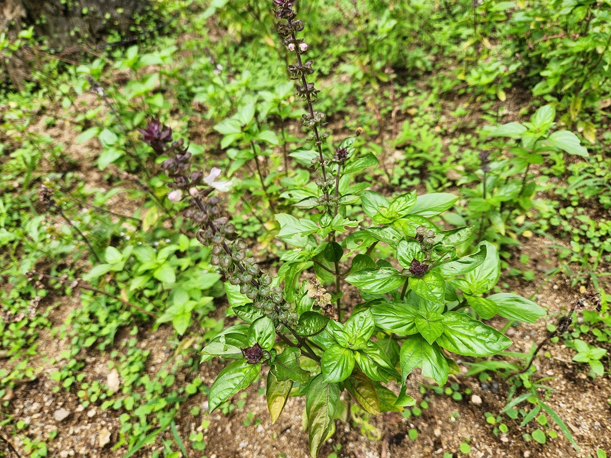 오팔바질