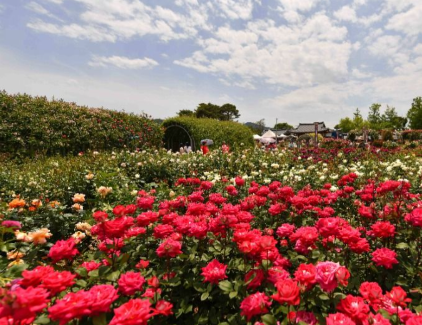 곡성세계장미축제 2025