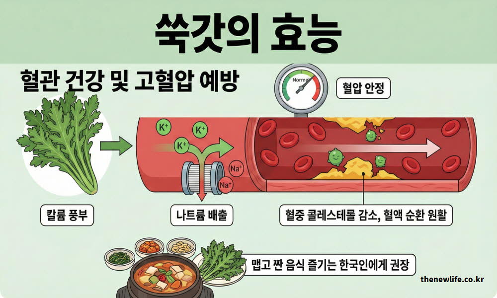 쑥갓의 효능이 혈관 건강을 지키고 고혈압을 예방하는 원리를 설명하는 이미지