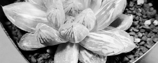 개체 나누기 (하오르치아)