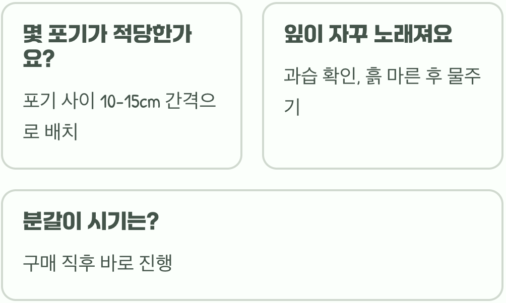 팬지 뿌리&amp;#44; 얼마나 깊고 넓게 자랄까? (화분 선택 가이드)