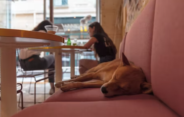 애견 카페 창업에 대하여 알아보기