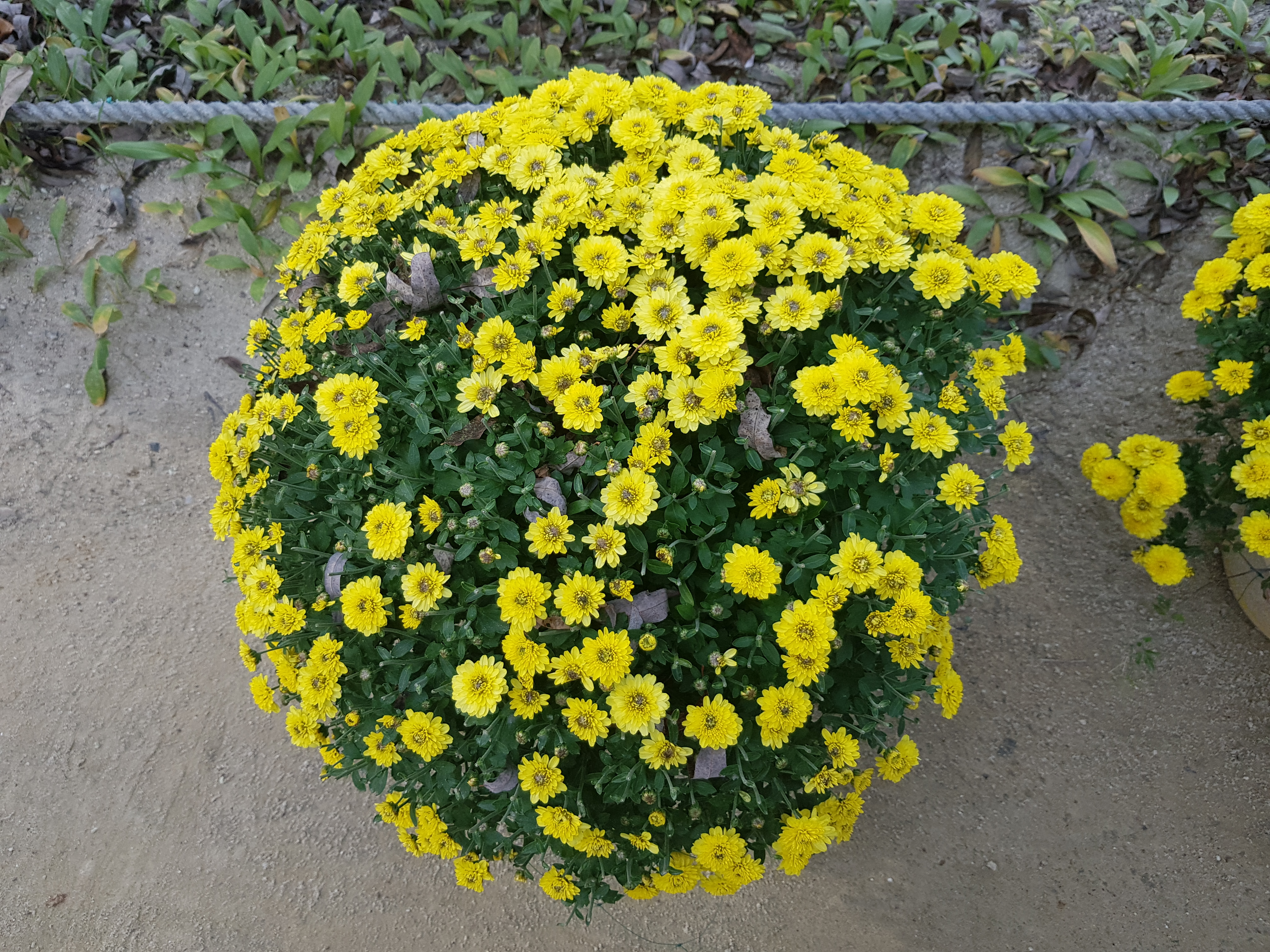 2026 수능 일정표