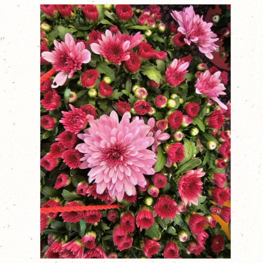 전통 국화꽃 전시회 모습