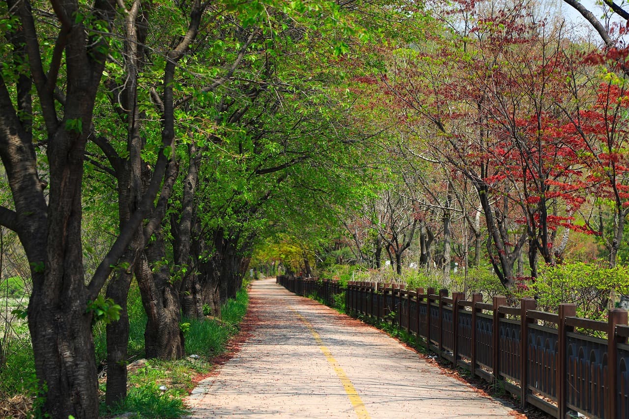 가로수가 바뀌면 곤충도 바뀐다? 도시 곤충 다양성에 영향을 주는 나무의 비밀 에대한 사진