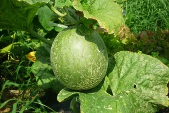 작물 순지르기 유인 기본 토마토 오이 가지 고추 수형관리_12