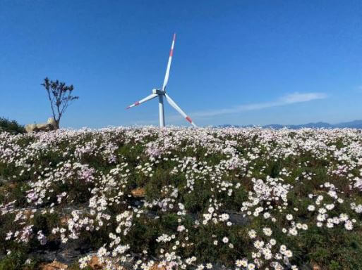 감악산아스타국화축제