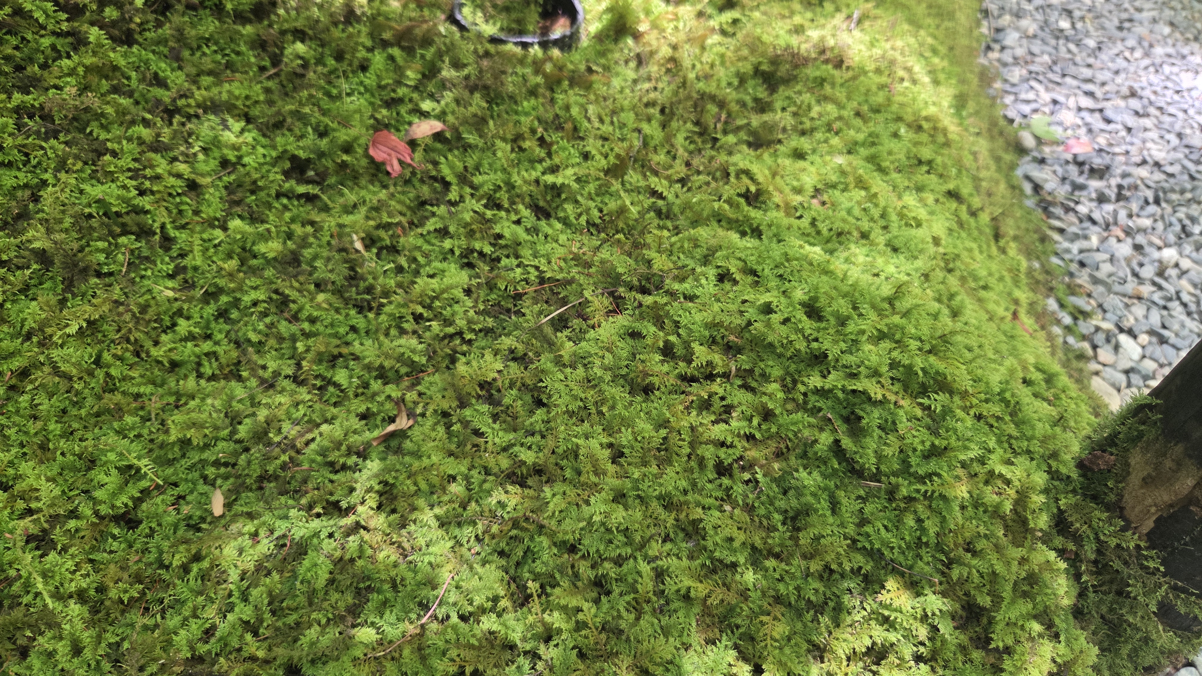 입문용 이끼로 적합한 시트모스 사진