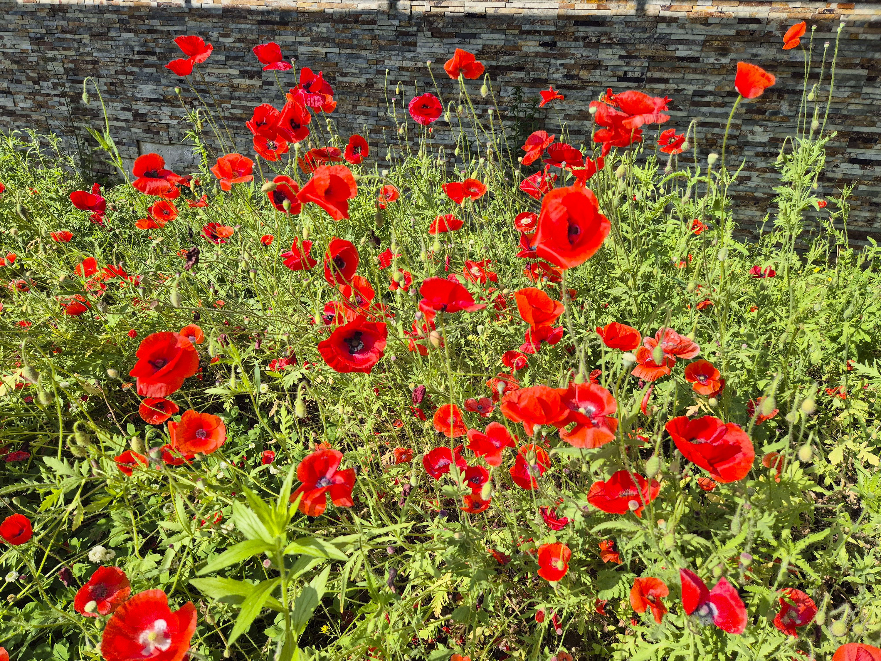 빨간색이 매력적인 꽃
