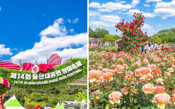 울산대공원장미축제