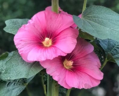 가을에 피는 꽃 종류 접시꽃