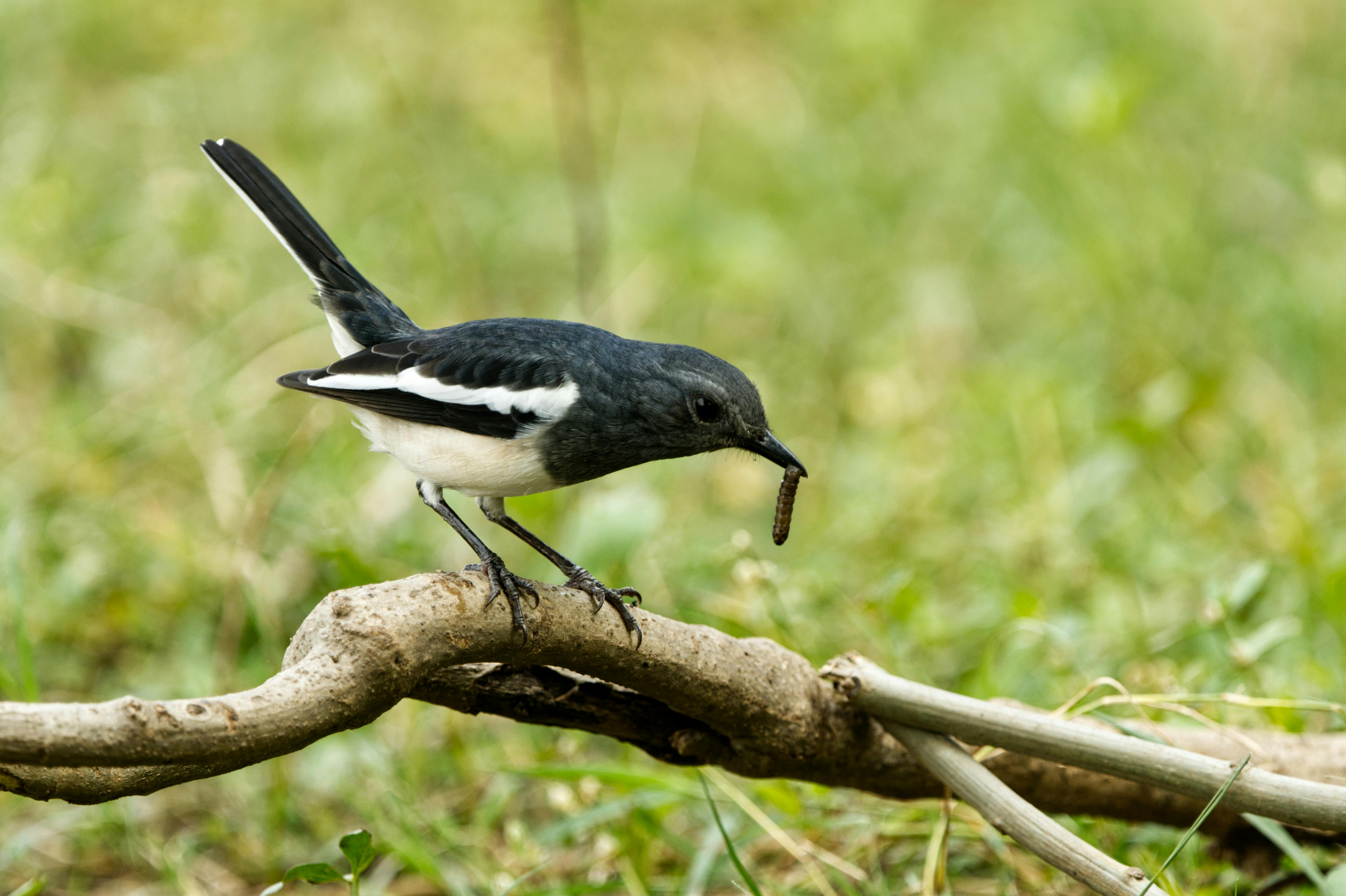 벌레가 코에서 나오는을 상징하는 이미지
