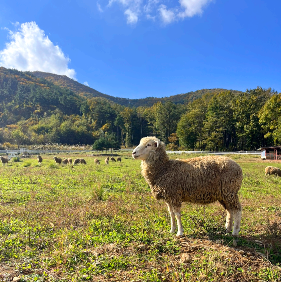 경북 상주 모동목장