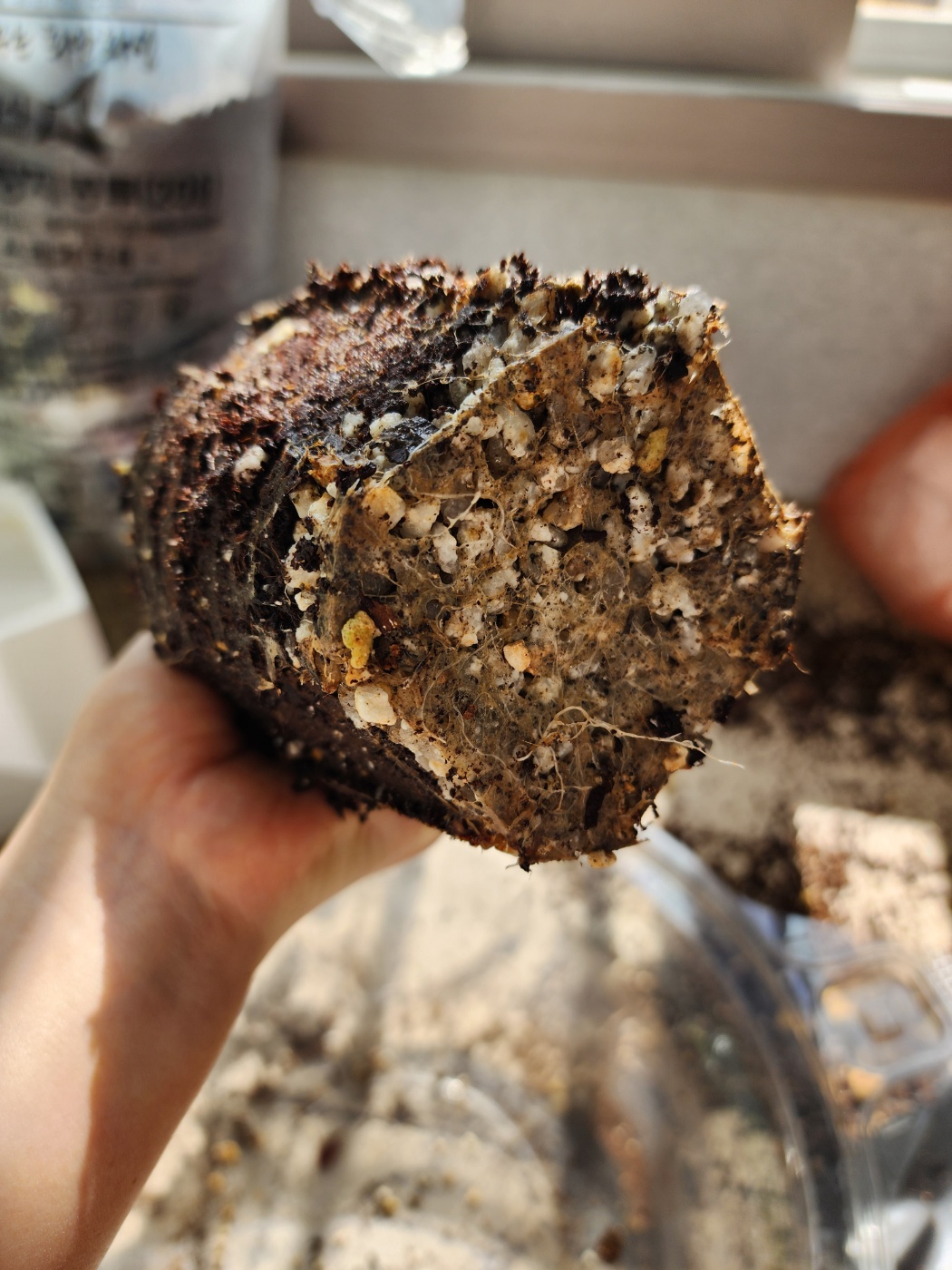 가늘고 하얀 뿌리들이 보여요.