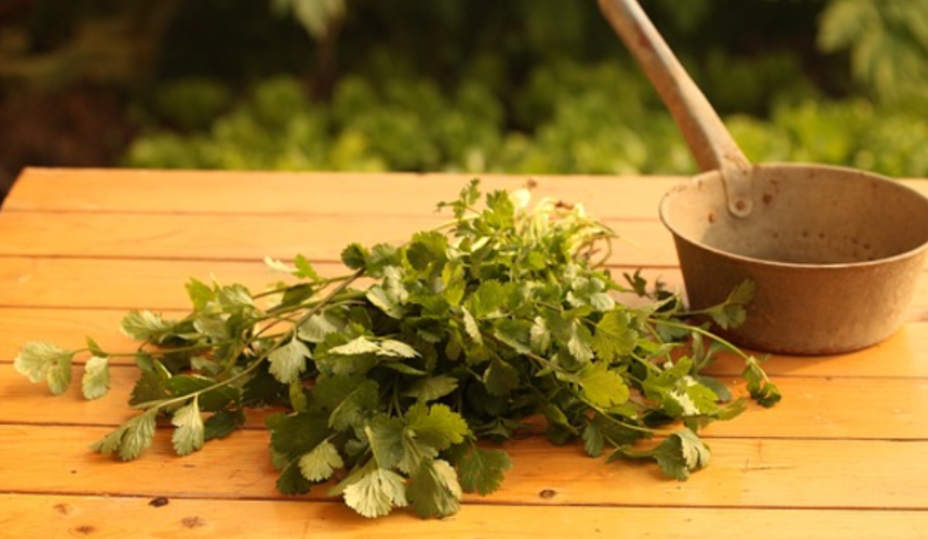 고대 유대인의 약초학 – 성경과 탈무드에 기록된 치료 식물