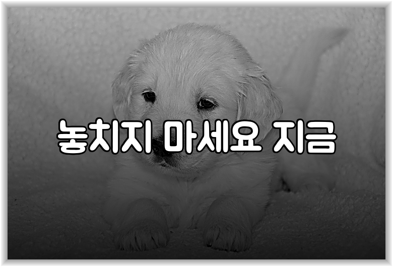 놓치지 마세요 지금