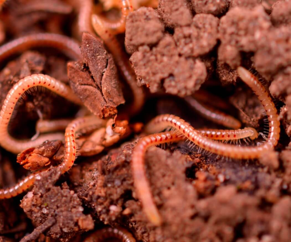 벌레가 나오는 꿈 해몽