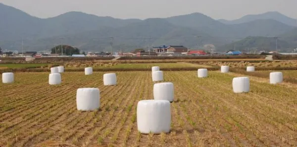 곤포사일리지, 남은 볏짚을 모아놓은 덩어리