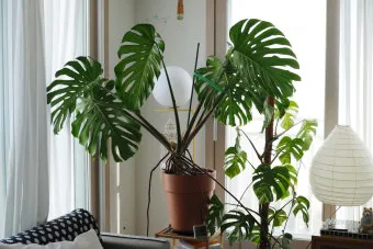 몬스테라 키우기, 가지치기, 수경재배, 공중뿌리자르기, 분갈이, 종류, 물주기_33