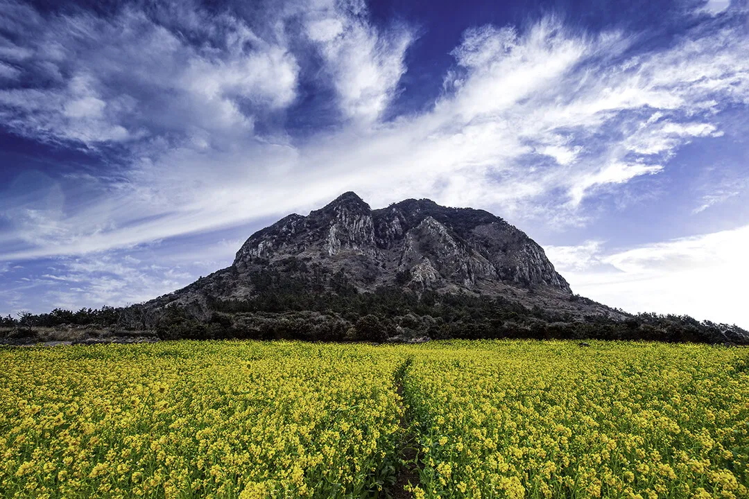 제주 유채꽃 개화 시기 봄 여행 필수 코스_1