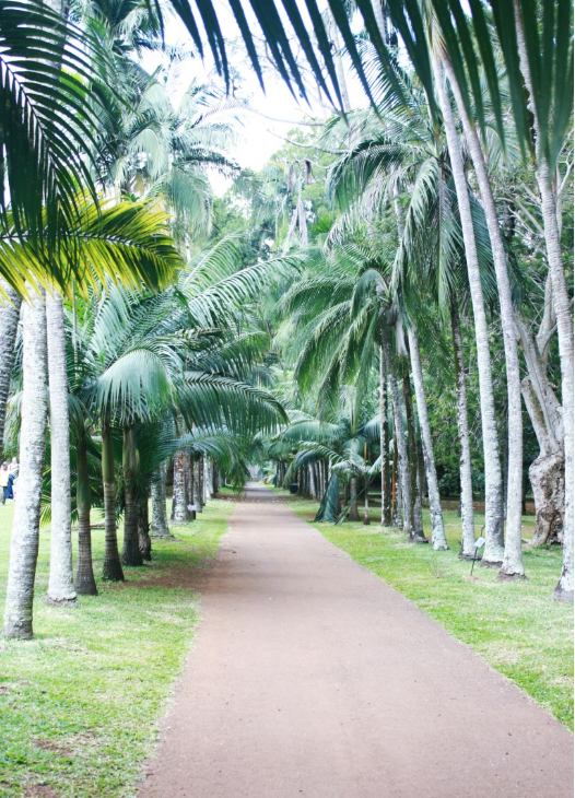 모리셔스 신혼여행