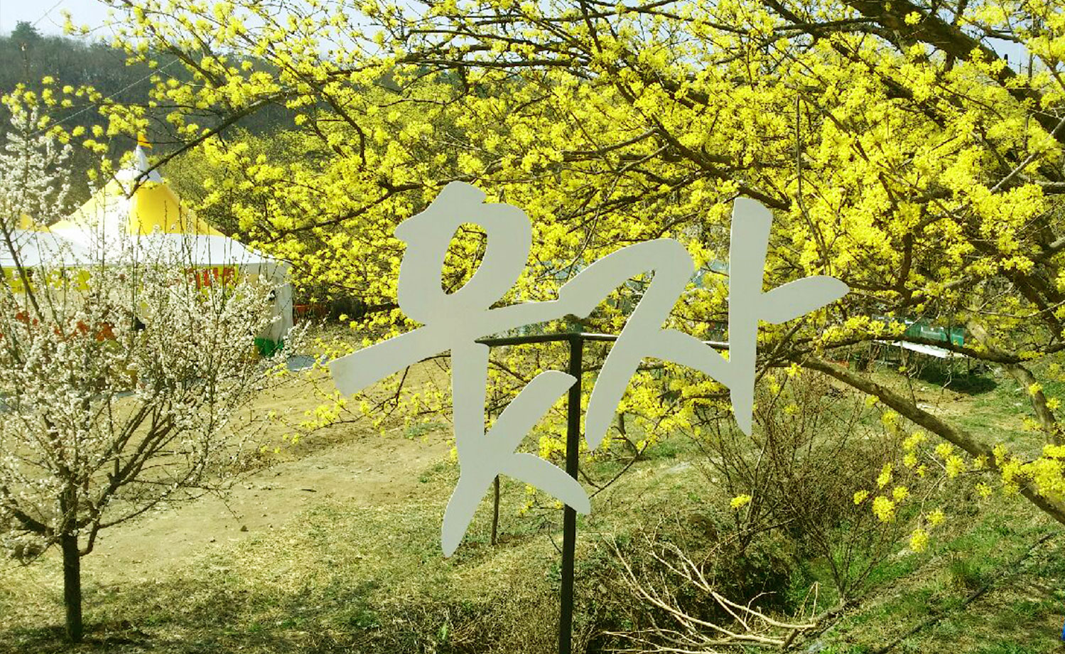 2025 이천백사 산수유꽃 축제 총정리