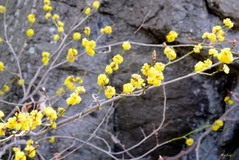 생강나무 꽃 개화시기 모양 특징_4