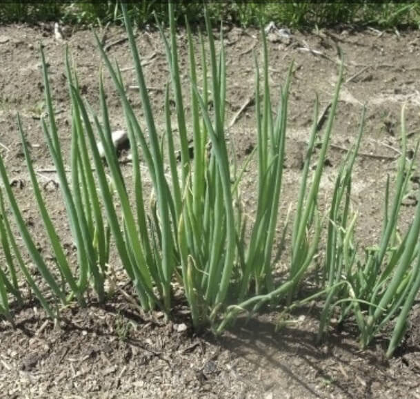 3월 파종작물&amp;#44; 심는작물 총정리