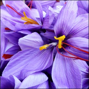 사프란암술머리