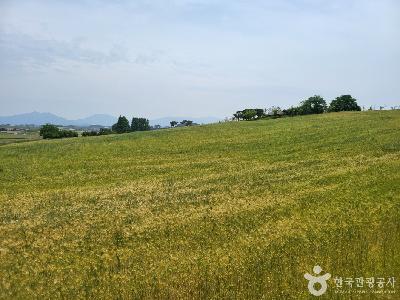 고창 청보리밭