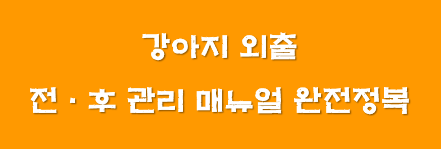 강아지 외출 전·후 관리 매뉴얼 완전정복 이미지