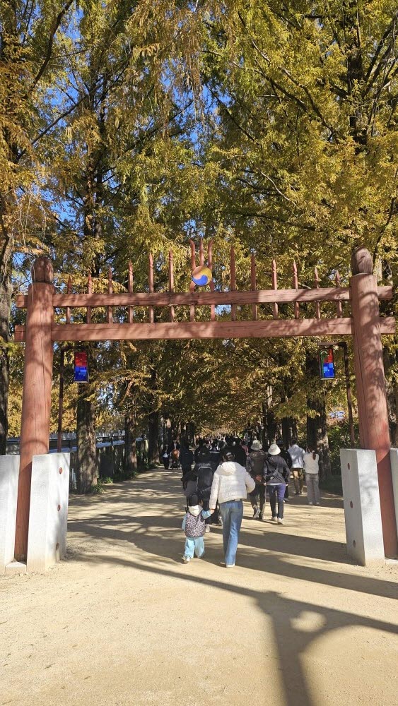 담양 관방제림 &amp; 메타세쿼이어랜드 단풍 절정 실시간 후기 : 이번주 전라남도 가볼만한곳 추천