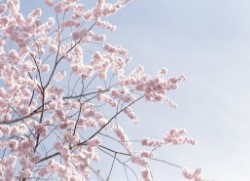 경주-벚꽃-개화시기-4