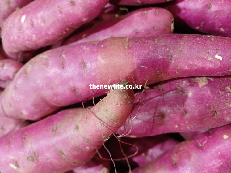 생고구마가 겹겹이 쌓여 있는 실사진 클로즈업