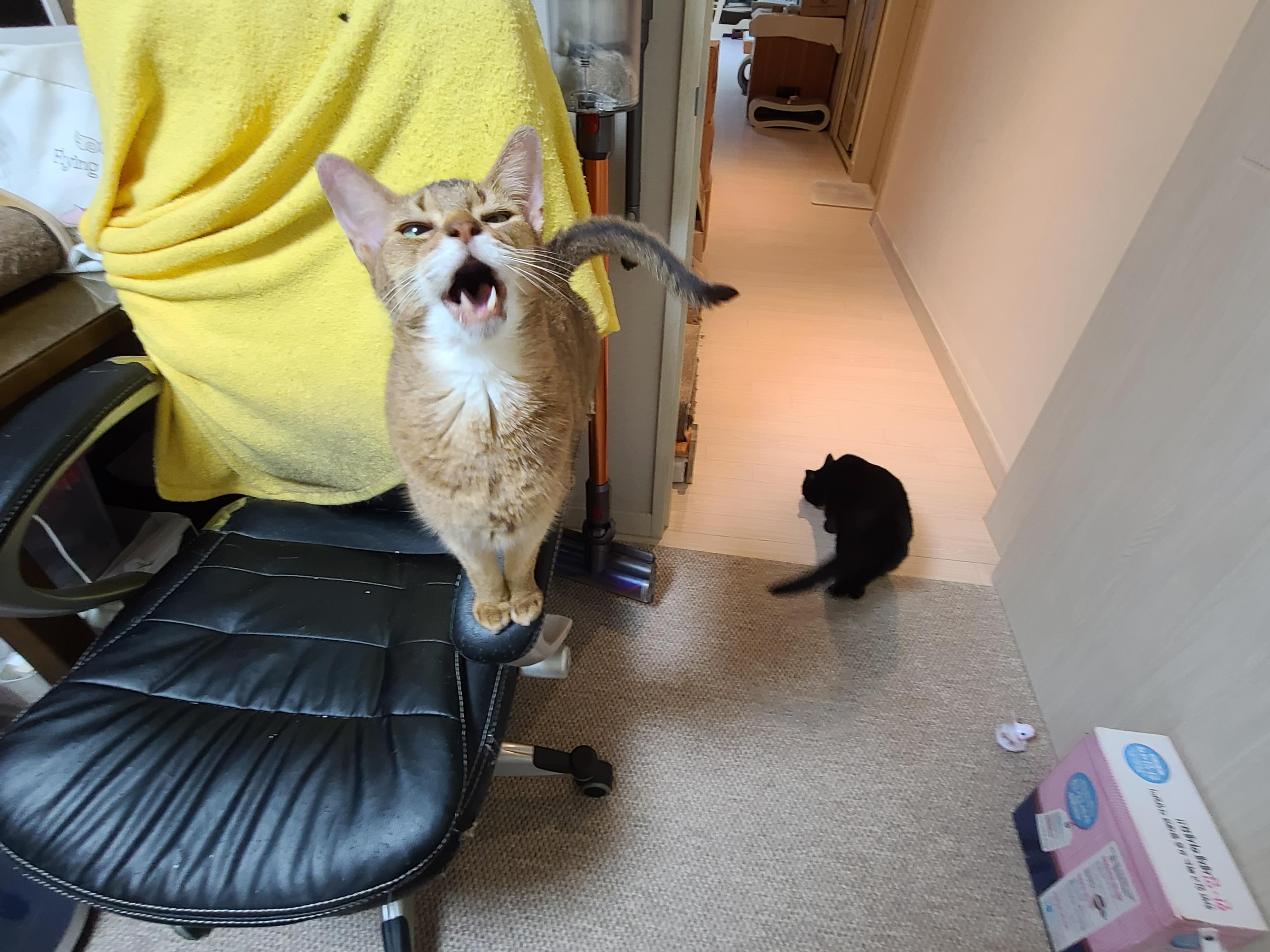 병원에서 돌아온 고양이들 상태.