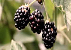 당뇨병 초기증상 수치 원인