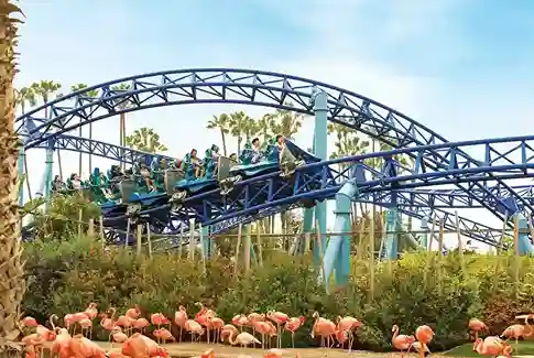 샌디에이고 씨월드의 롤러코스터가 아래에 있는 홍학 서식지 위를 지나가는 역동적인 모습
