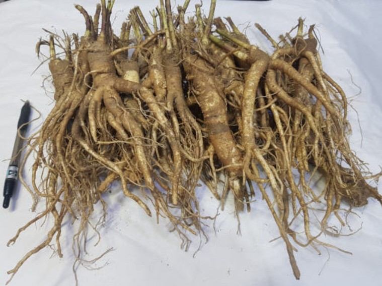 6시내고향 금산 도라지 썸네일